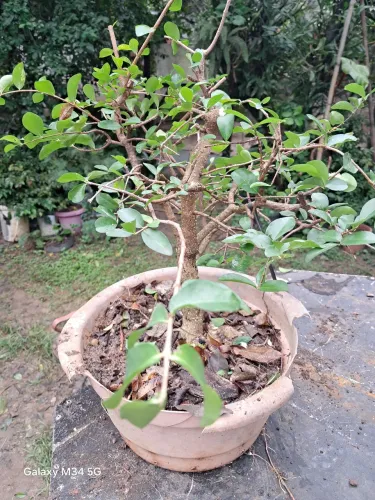 Pre bonsai
