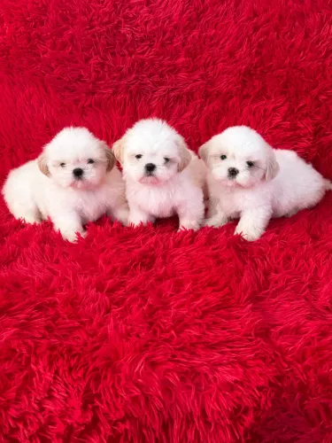 Shih Tzu mini Filhotinhos Branquinhos pronta entrega