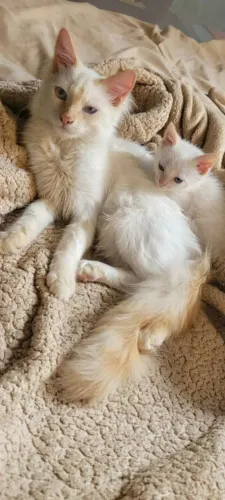 Gatinho Colorpoint