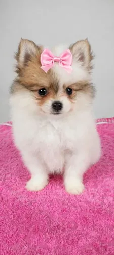 Fêmea Lulu da Pomerânia