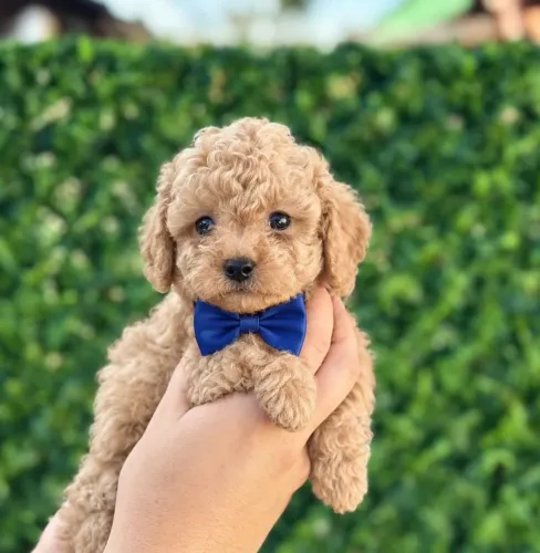 Poodle n°0 - Faça uma criança feliz!