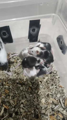 CAMUNDONGOs PETs ou ALIMENTAÇÃO 