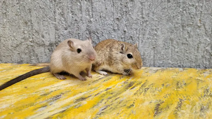 Dupla de Gerbil Fêmeas