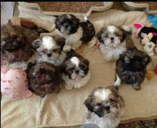 Doo filhotes de Shih Tzu
