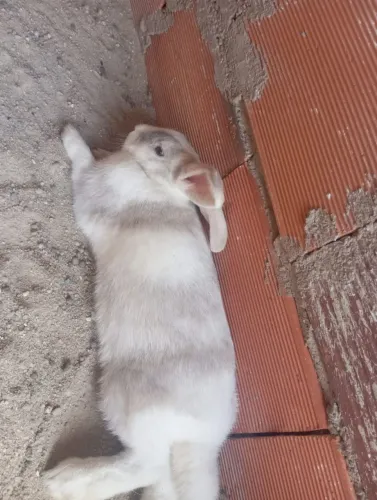 Disponível para venda