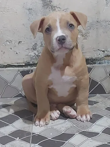 American bully Pocket Macho,cor lilac somos de Bangu RJ. Zap *