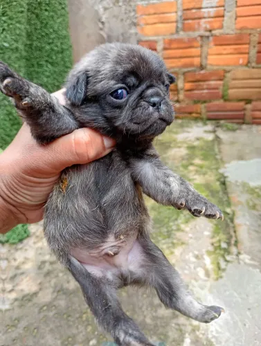 Vendo pug macho para reservar tigrado.