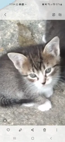 Filhotes gatinhos já estão comendo ração
