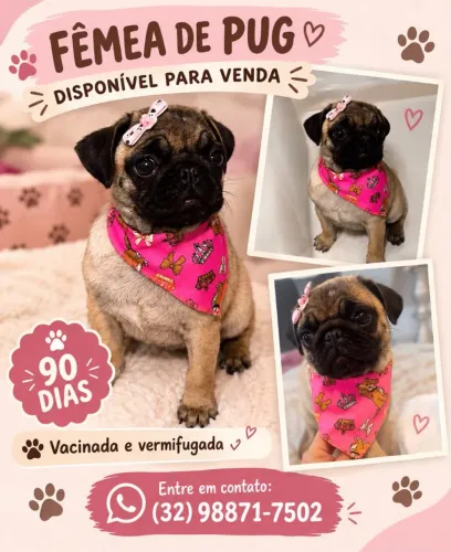 Pug fêmea