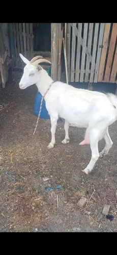 Cabra Sanem disponível