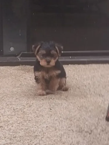 Lindo filhote da raça Yorkshire Terrier disponível para entrega!!!!