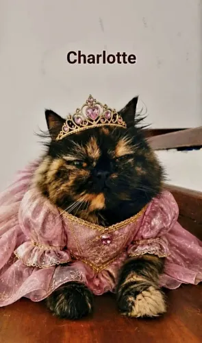 Gata Persa Linda Com Pedigree