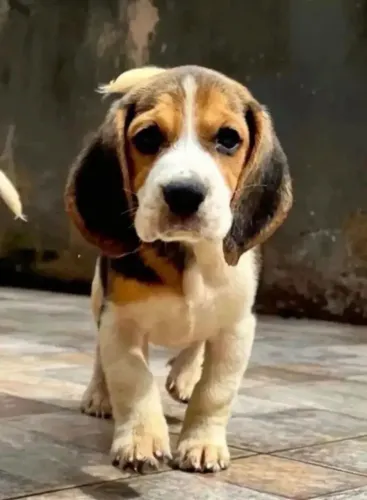 LINDÍSSIMOS MACHINHOS DE BEAGLE