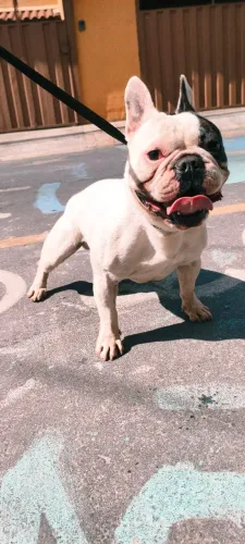 Bulldog francês macho Aprox 1 ano