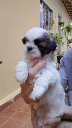Doa se um filhote shih tzu saudável, motivo de mudança 