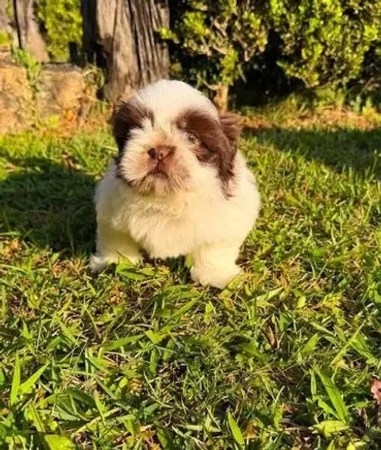 Shihtzu filhotes