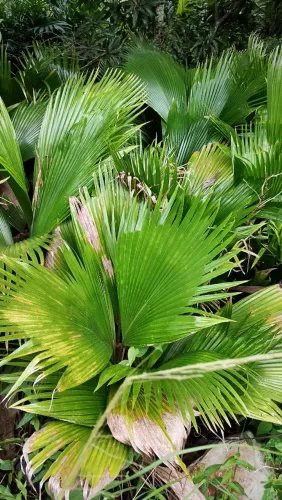 Palmeira