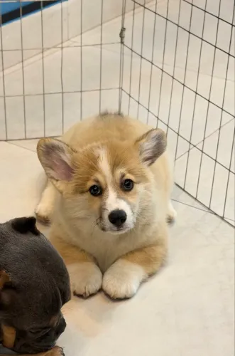 Filhote Corgi - Cachorro da Rainha Elisabeth