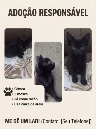 GATA FÊMEA PRA DOAÇÃO 