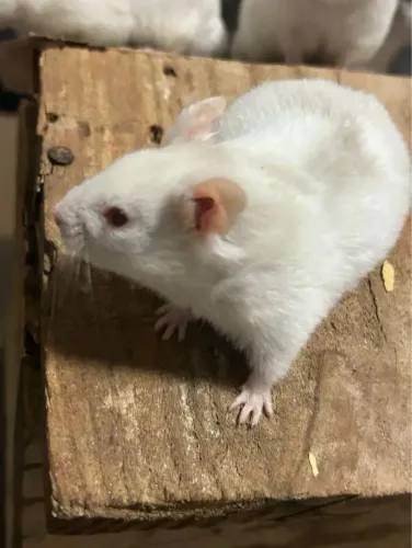 Hamster Sírio