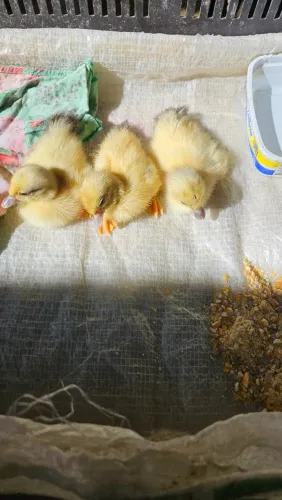 VENDE-SE FILHOTES DE PATO