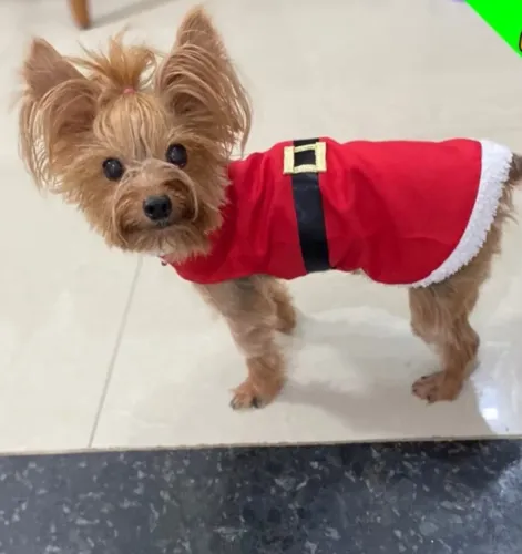 Roupa pet papai Noel com gorro
