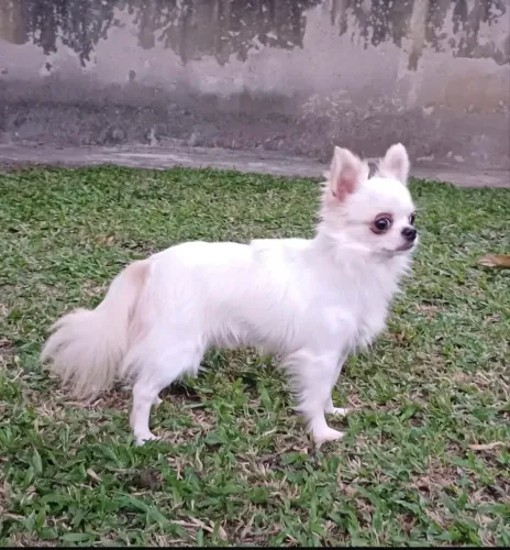 Cachorro