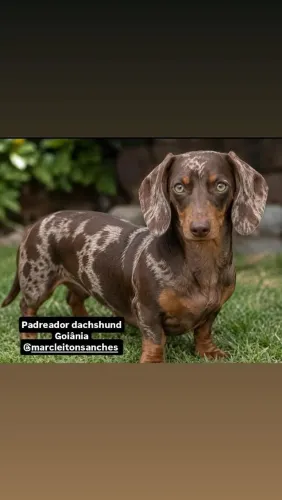Padreador dachshund Cobertura!!