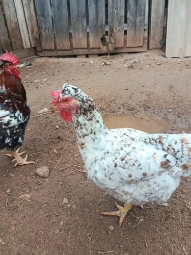 Ovos de galinha GSB