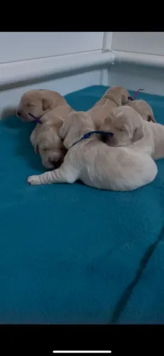 Filhotes de Golden Retriever | Filhotes para toda família!