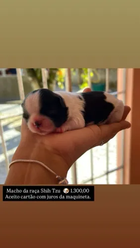 Filhote de shih Tzu 