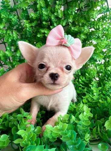 Chihuahua fêmea. Uma doçura de bebê! Pelagem curta com 45 dias