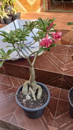 Rosas do Deserto