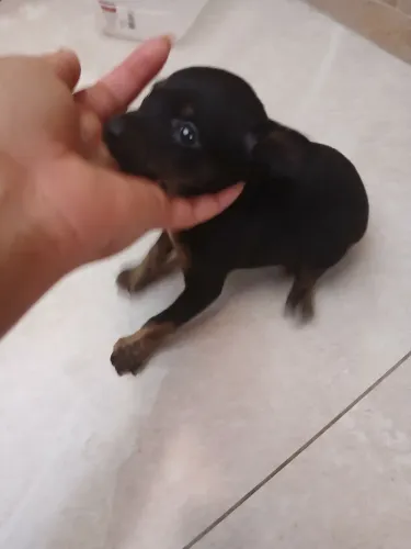 Filhote de pinscher