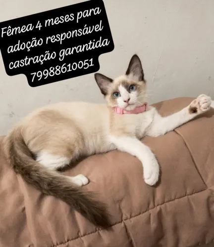 Gata para adoção responsável 