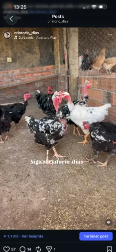 Galinha GSB polaca