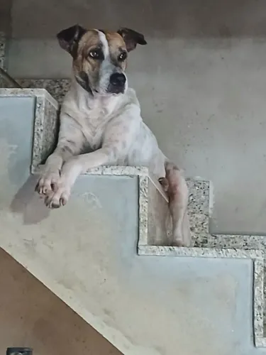 Cachorro pra Adoção 