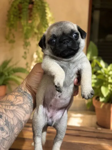 Vende se PUG FÊMEA