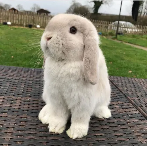 Coelho mini lop