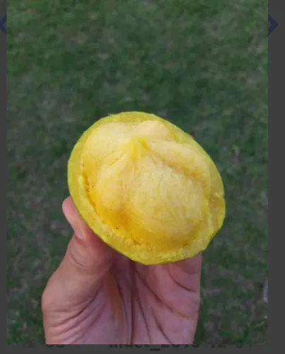 MUDA DE MANGOSTÃO 