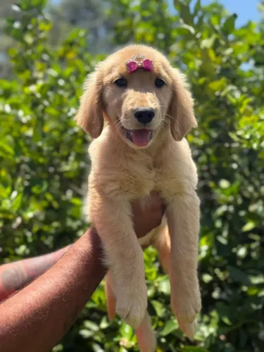 Golden Retriever | Vamos conversar sobre o seu novo pet ? Chama no zap