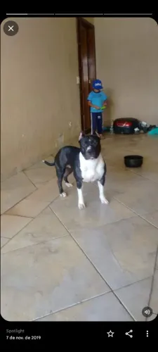 Cuidador de cães 