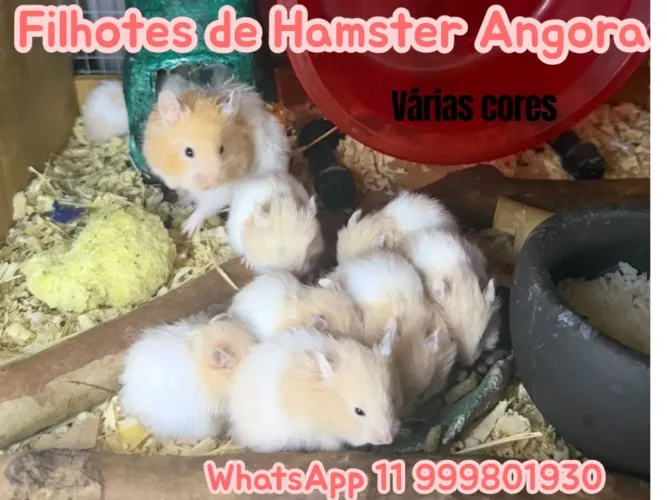 Hamster sírio angora 