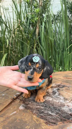 Filhotes Dachshund Arlequin