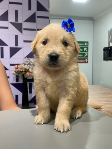 Filhotes de Golden Retriever Puros