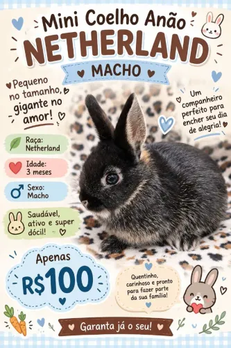 Filhote de mini coelho