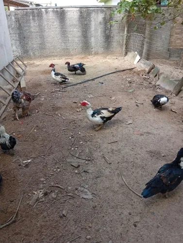 Vendo patos e patas.