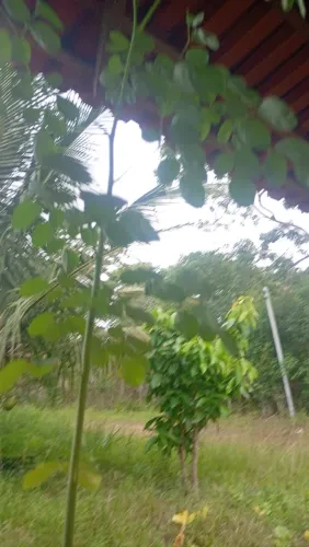 Moringa 