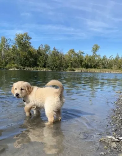 Cachorro filhote golden retriever muito dócil e inteligente com saúde