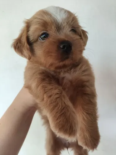 Filhote de Lhasa Apso Fêmea